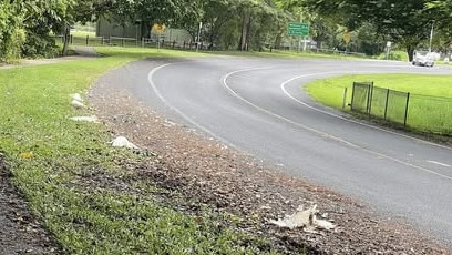 Brinsmead residents have been appalled after a flock of cockatoos were run down by a motorist on Loridan Dr last week. Picture: Kody Hawkins