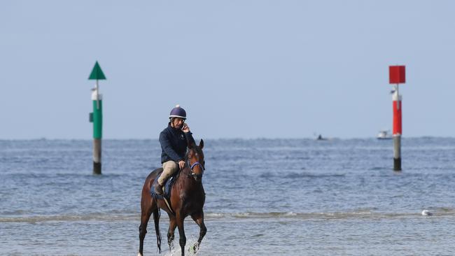 Melbourne Cup international runner Wall of Fire warms up for the big race at Alonta Beach on Sunday. Photo: Getty Images