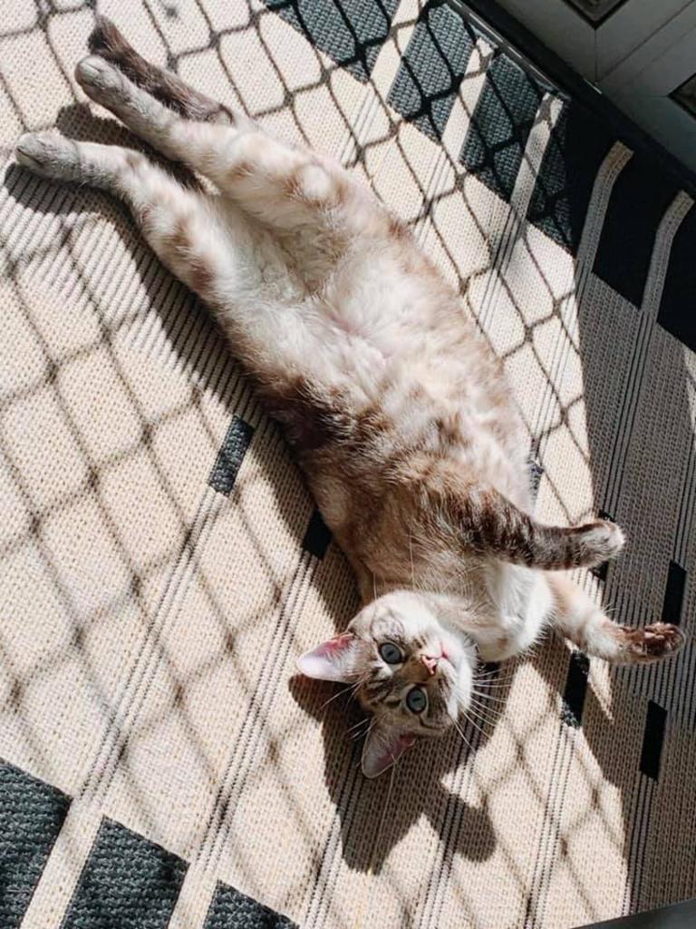 KitKat (Ragdoll x Bengal). Picture: Sytarnya Roebuck. Cutest cats in Pine Rivers.