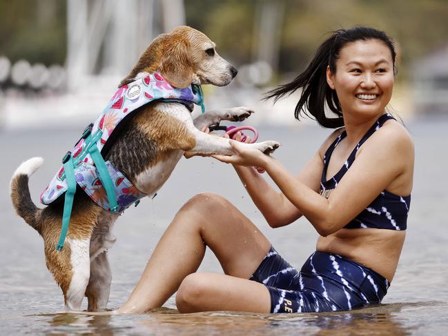 DAILY TELEGRAPH - 1/11/24Dogs wearing swim jackets from Stylish Hound have fun in the water at Clontarf today. Bagelthe Beagle pictured with owner Karen Yang. . Picture: Sam Ruttyn