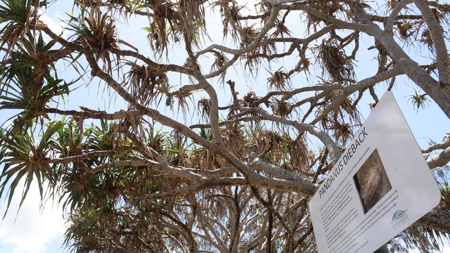 The Pandanus along Bargara in 2015, prior to the introduction of the native wasps.