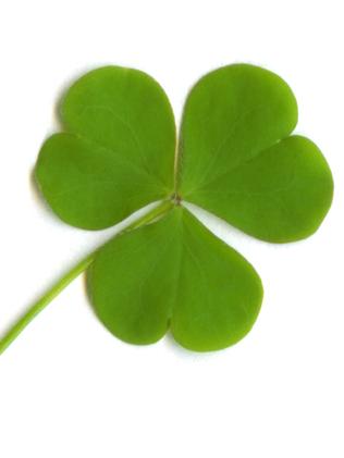 The shamrock is a symbol of St Patrick's Day. Picture: supplied