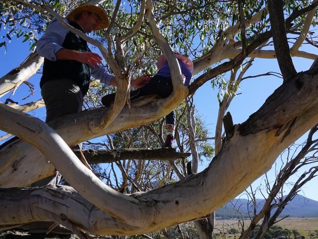 Look at that tree. It’s perfect for climbing. And we should we encouraging our kids to push themselves.