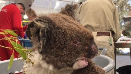 *NEWS360 PREMIUM LOCKED CONTENT, NO NEWS.COM, NO SKY, NO WEST AUS, NO AUS* Koala - Kangaroo Island Fires 2020 - January 17, 2020 - Parndana. Picture: RSPCA South Australia