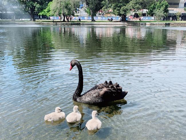 The mother swan is now forced to defend her cygnets alone. Image courtesy of Roshnee Cheney