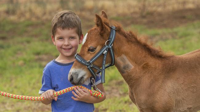 Leonardo Noskov, 5, with Binda, a rescued brumby from the Barmah Forest.. Picture: Rob Leeson.