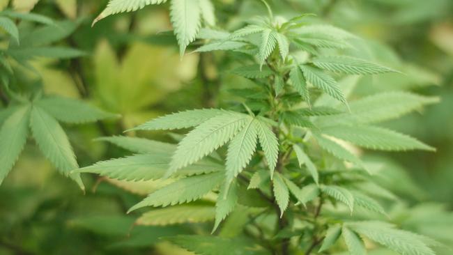 More than $100,000 in cannabis has been seized from a Ringwood home. File picture.