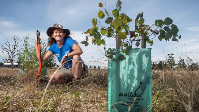 Janine Duffy from Koala Clancy Foundation among growing trees north of the You Yangs. Picture: Brad Fleet