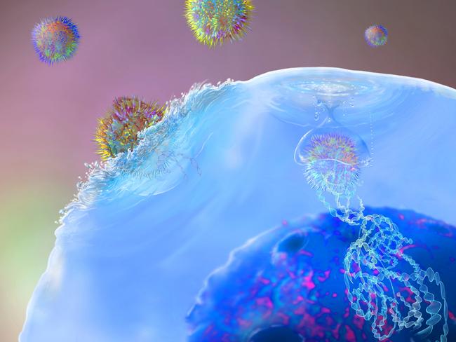 A chimeric antigen receptor (CAR) T-cell destroying a cancer cell (artistic representation)Illustration of CAR (chimeric antigen receptor) T cell immunotherapy, a process that is being developed to treat cancer. T cells (blue), part of the body's immune system, are taken from the patient and have their DNA (deoxyribonucleic acid) modified by viruses (spiky spheres) so that they produce chimeric antigen receptor (CAR) proteins. These proteins will be specific to the patient's cancer. The modified T cells are then multiplied in the laboratory before being reintroduced to the patient.