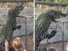 Giant croc climbs fence in horrifying clip