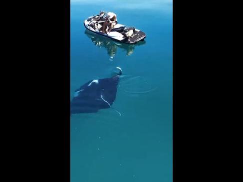 Aussie Youtuber has manta ray encounter off WA