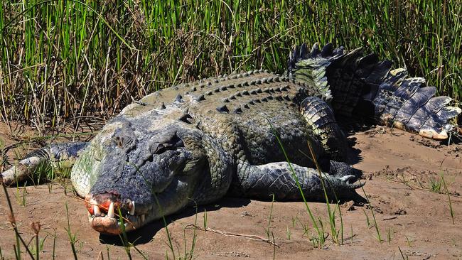 The 4m Daly Devil croc. Picture: Alex Julius