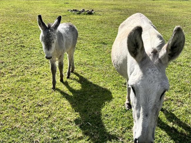 A mother donkey and her foal at Gordon Country taken by guest Emma Rauber via Facebook.