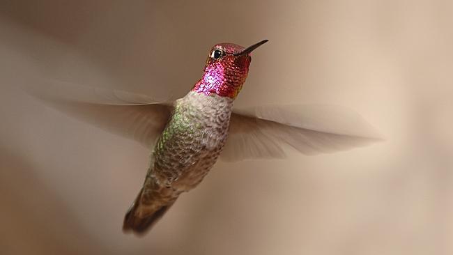 The furious flapping wings of a Hummingbird are used for vehicular prototypes.