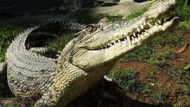 About 50 a year are sent to crocodile farms. Picture: Lachie Millard