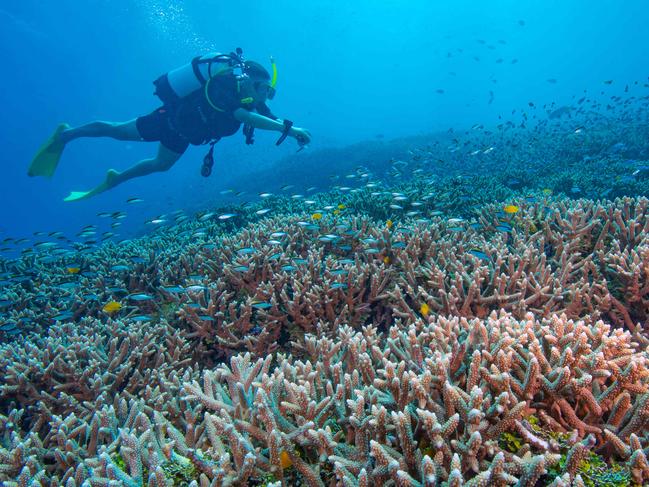 Divers enjoy the colourful coral whilst swimming above the reef at Heron Island. PIC: Stuart Ireland, Calypso Reef Imagery