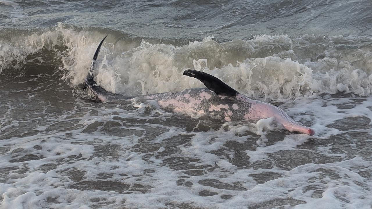 The individual was a rough-tooth dolphin, a species which typically develops pinkish spots on them as they age and live in parts of the ocean at least 1km deep.