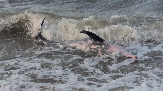 The individual was a rough-tooth dolphin, a species which typically develops pinkish spots on them as they age and live in parts of the ocean at least 1km deep.