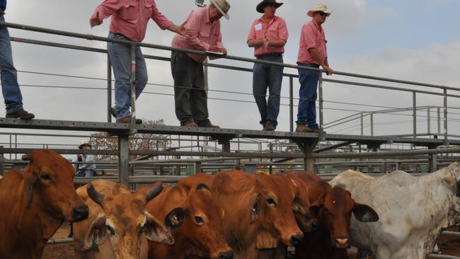 An Elders cattle auction.