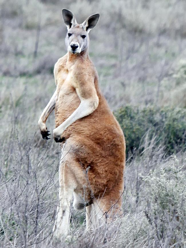 A red kangaroo in the Gawler Ranges.