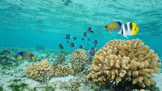 Adriana Artista is collecting signatures for her change.org petition to protect Bargara’s marine ecosystems. Photo: istock