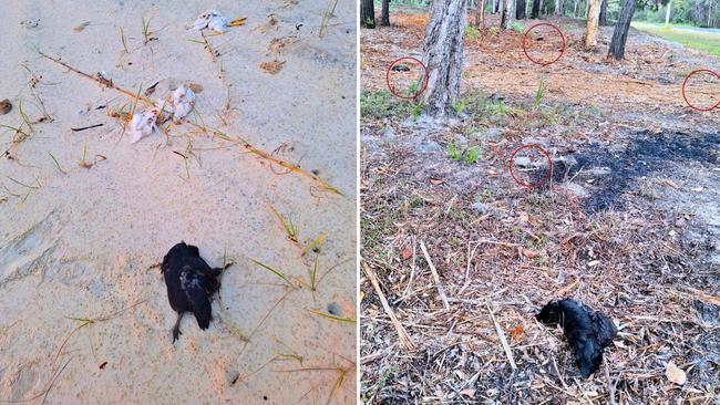 Dead chickens were found on Flinders Beach and in the bush access to the beach with the carcasses bludgeoned to death. Pictures: Wildlife Rescue Minjerribah