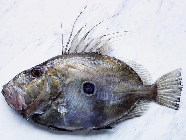 John Dory For Daily Life Hero Fish of Oz Photo: Ben Dearnley Image supplied