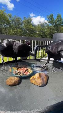 Man builds birdbath to feed local crows