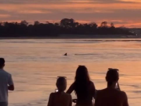 Watch: Footage emerges of bull shark at feeding time in Noosa River