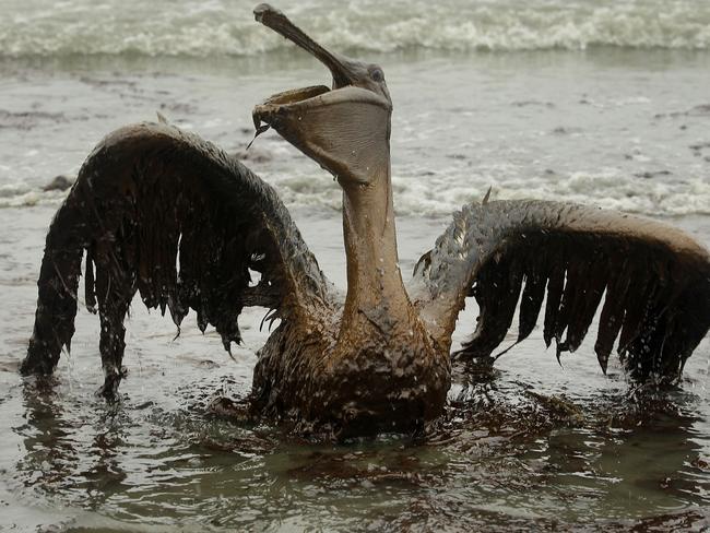 Bird and marine life has been hard hit by the oil slicks, but estimates vary as to the long-term impacts. Picture: Charlie Riedel, File.