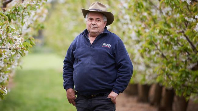 Guy Gaeta, orchardist near Orange NSW.  Guy is a Cherry and Apple grower for story about how seasonal workers will be let in to Australia without quarantine from end of Nov early Dec. He says fruit growers badly need backpackers as well. Picture: Graham Schumann