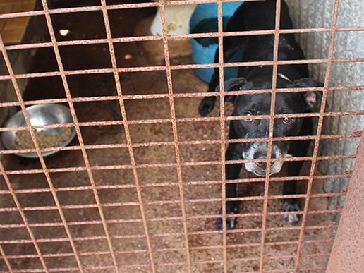 Stuart Knowles had his four dogs seized by animal welfare officers after they were found with a serious tick infestation and other health problems in 2015. Picture: NT Independent