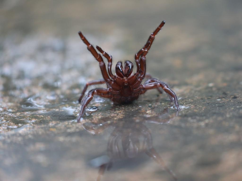 The Australian Reptile Park is warning about an incoming ‘plague’ of funnel-web spiders. Picture: Australian Reptile Park