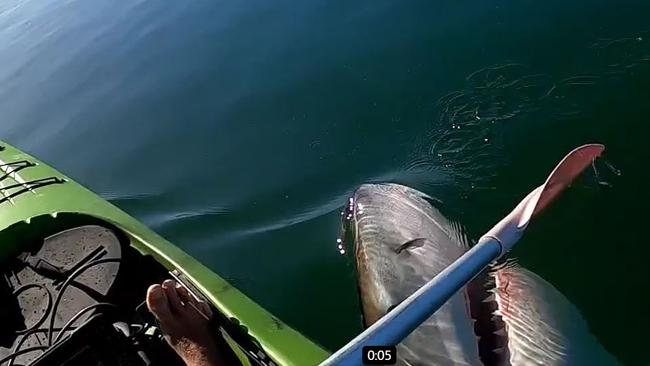 The great white shark at Port Augusta. Picture: Facebook