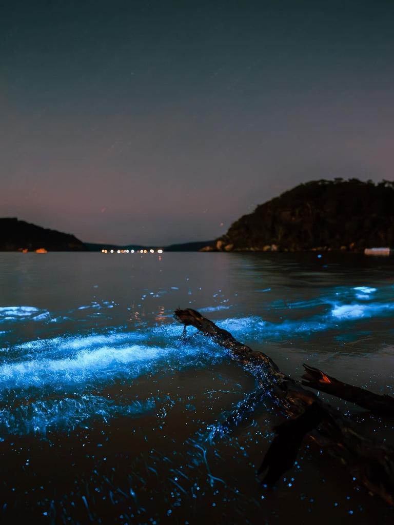 Scientists say it is a clear sign spring is coming. Picture: Instagram/Jarvis Liu