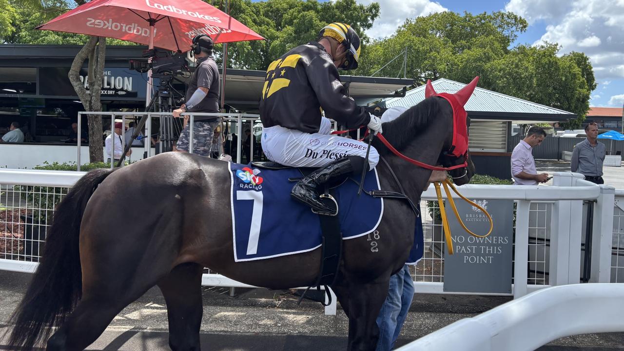 Two-year-old colt Thee Creek, named after Brisbane's iconic Breakfast Creek Hotel, will tackle the $500,000 2YO Jewel on the Gold Coast on Saturday. Picture: Will Hulbert