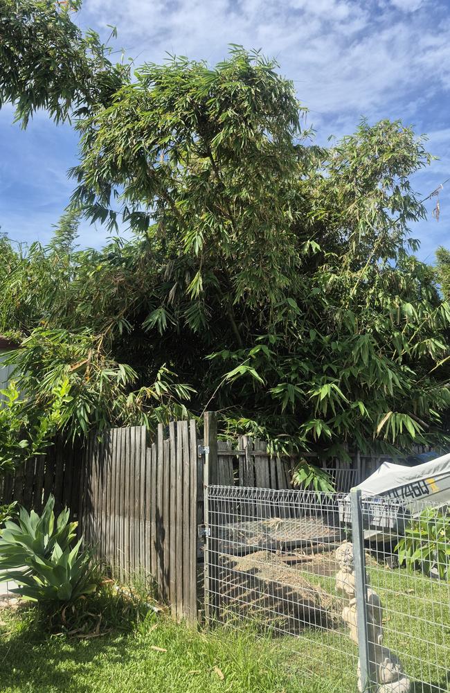 Bamboo grows metres into the sky, causing structural damage to surrounding houses.