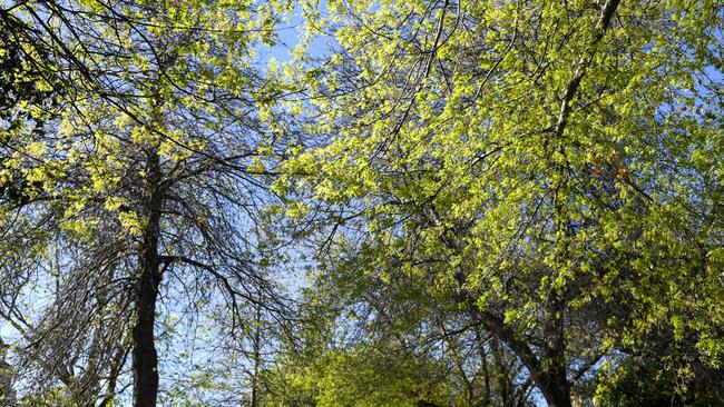 Maroondah Council is calling for harsher penalties for people who illegally remove trees.