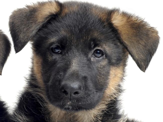 portrait of a puppies purebred german shepherds in front of white background