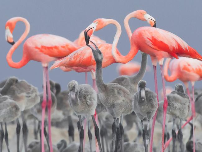 Bird Photographer of the Year Awards 2017  Caption: Pink Flamingo feeding young Category: Best Portrait Awards: Gold Photographer: ALEJANDRO PRIETO ROJAS Taken on: 7/7/2012 Email: alejandro_prieto@yahoo.com.mx Address: Circunvalación Oriente 127, Ciudad Granja, Guadalajara, Jalisco, 45010, United Kingdom Telephone: 523339547669 Description: Flamingo Feeding Date: 2016-11-16 Location: Rio Lagartos Species: Pink Flamingo I give my permission for this photograph to be added to the bto archive: true I confirm that this is not a captive bird: true
