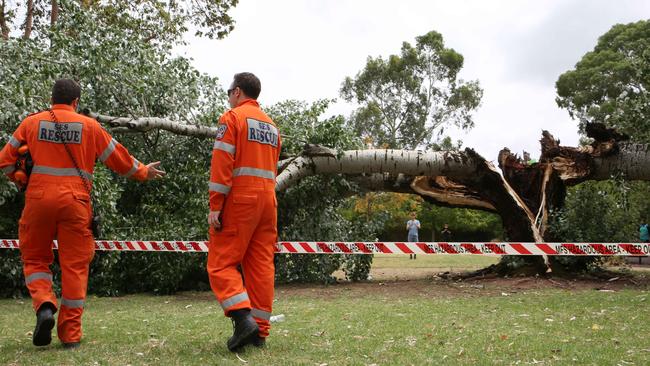 The large tree on the South Side of Tusmore Park, Stirling St, Tusmore, SA Picture: AAP/Emma Brasier