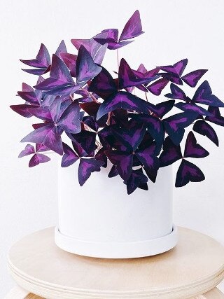 Oxalis Triangularis. Source: the.velvetjungle/ Instagram.