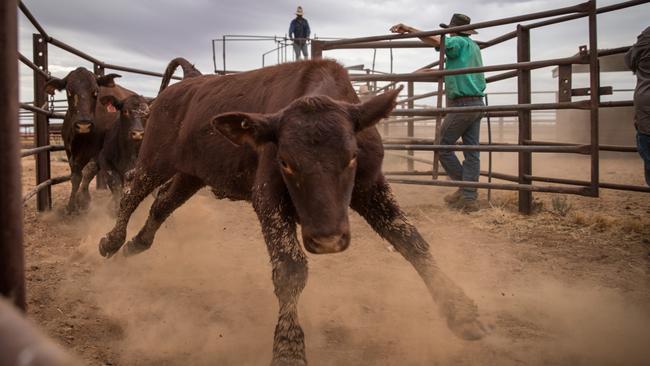 Mustering at Macumba Station, Oodnadatta, north of Coober Pedy, one of 10 cattle stations across three states and the Northern Territory owned by S. Kidman and Co. Picture: Matt Turner