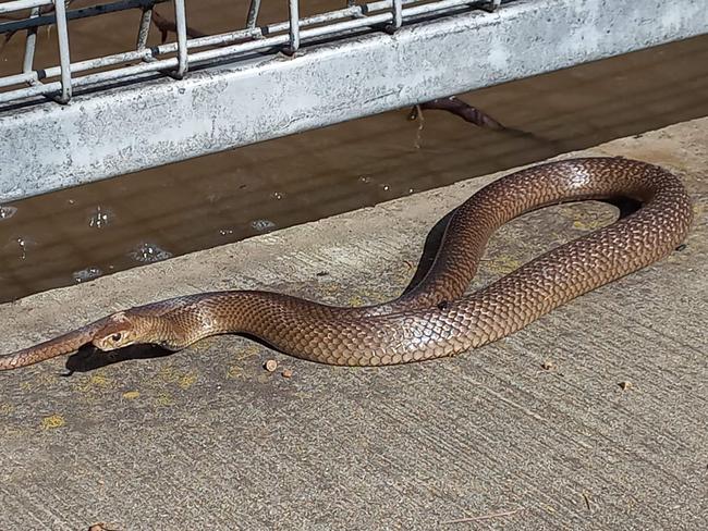 A Shepparton resident spotted this large snake near murky flood water. Picture: Beccy Tozer