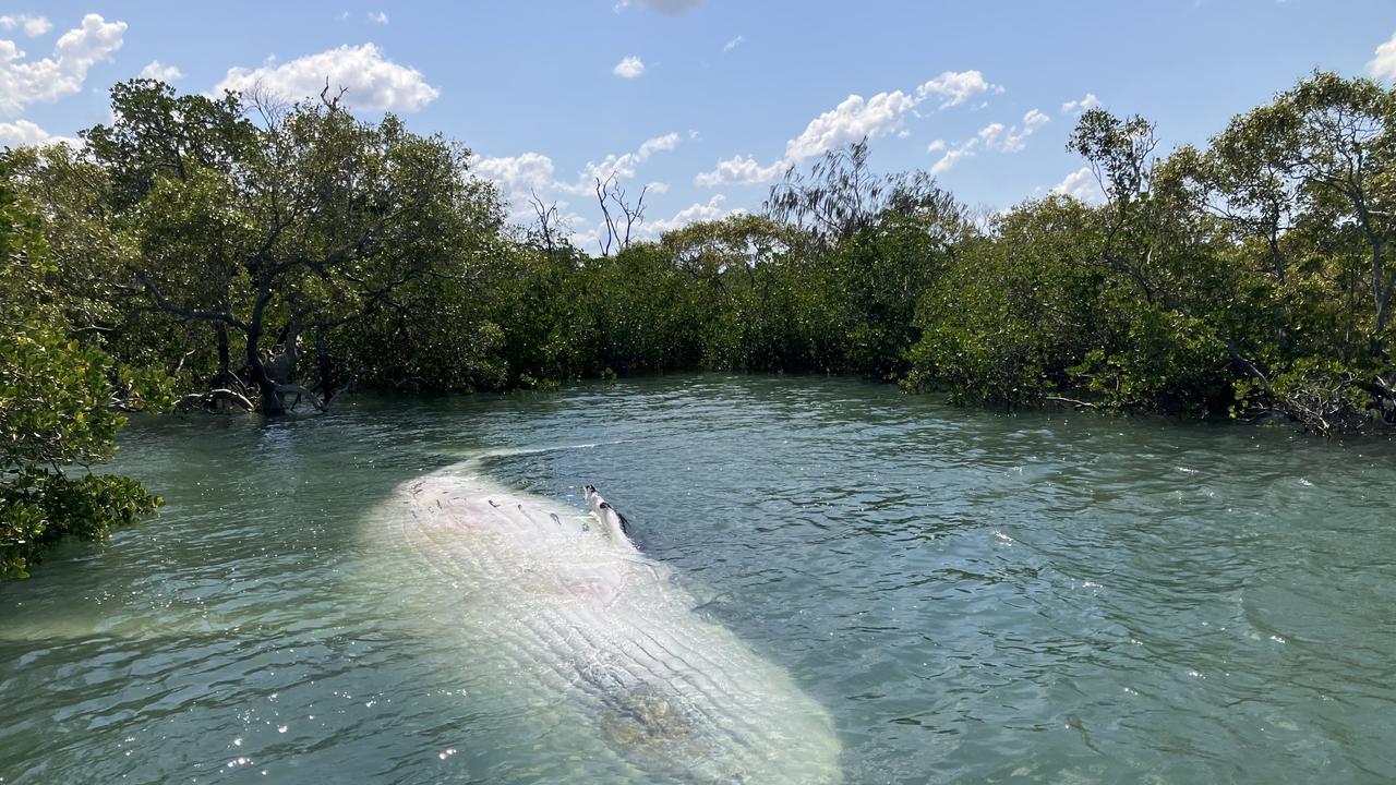 Marine Park rangers have secured a deceased adult humpback in a secluded location near Dream Island in the Great Sandy Straits off Kâ&#128;&#153;gari.