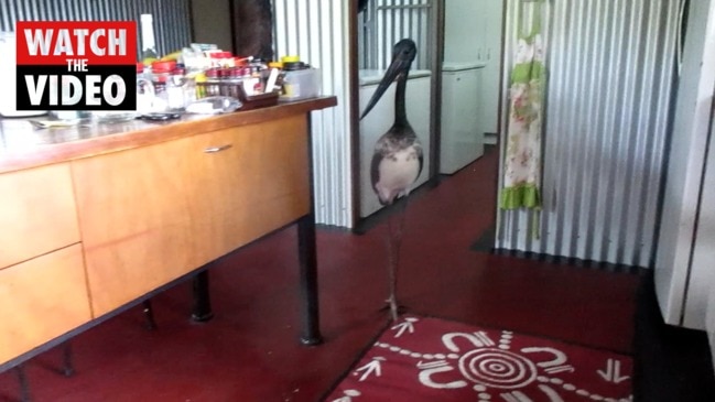 Keepers stunned by ‘incredible’ friendly jabiru