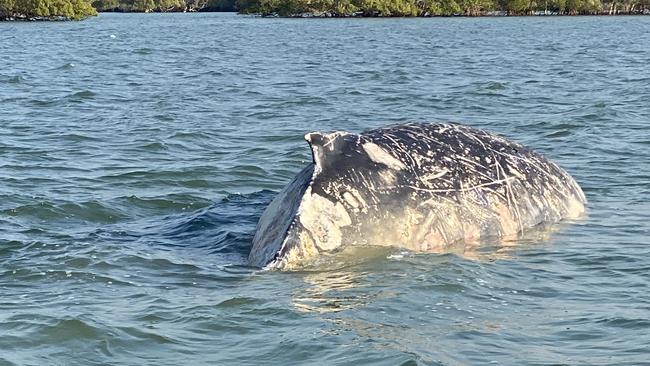 A whale stranded at the mouth of the Susan River earlier this year died. Picture: Contributed