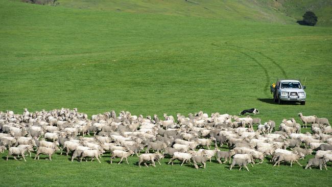 The family’s flock at Lexton. Picture: Zoe Phillips