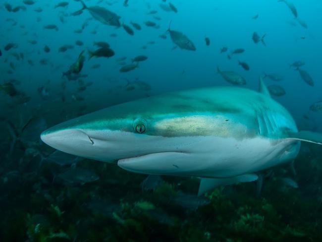 Bronze whaler sharks in a satellite international sharktrack research study. Photo by Andrew Fox, Rodney Fox Shark Expeditions