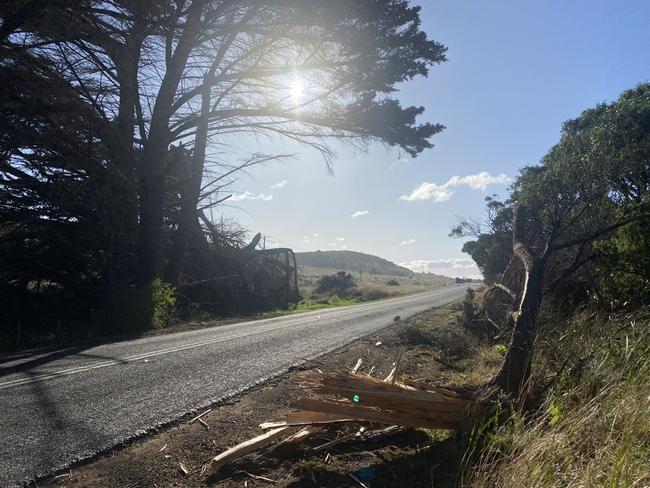 Tree damage which closed the Tasman Highway south of Swansea on Sunday morning. Picture: Judy Augustine